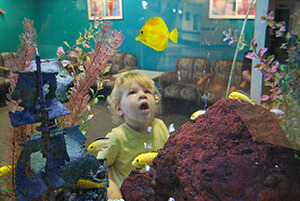 Little boy looking at a yellow fish in a fish tank